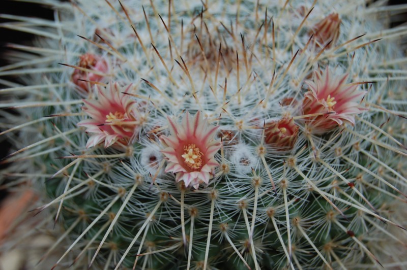 Mammillaria morganiana 