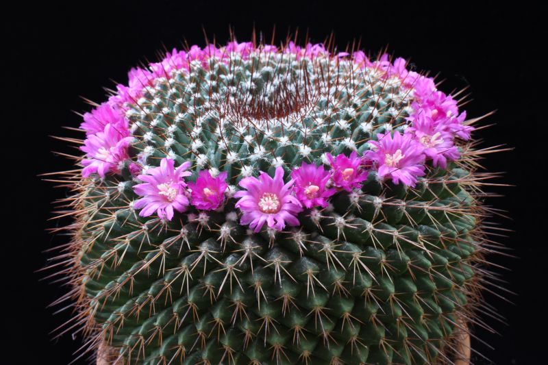 Mammillaria craigii ROG 644