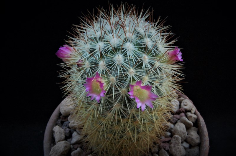 Mammillaria microhelia 