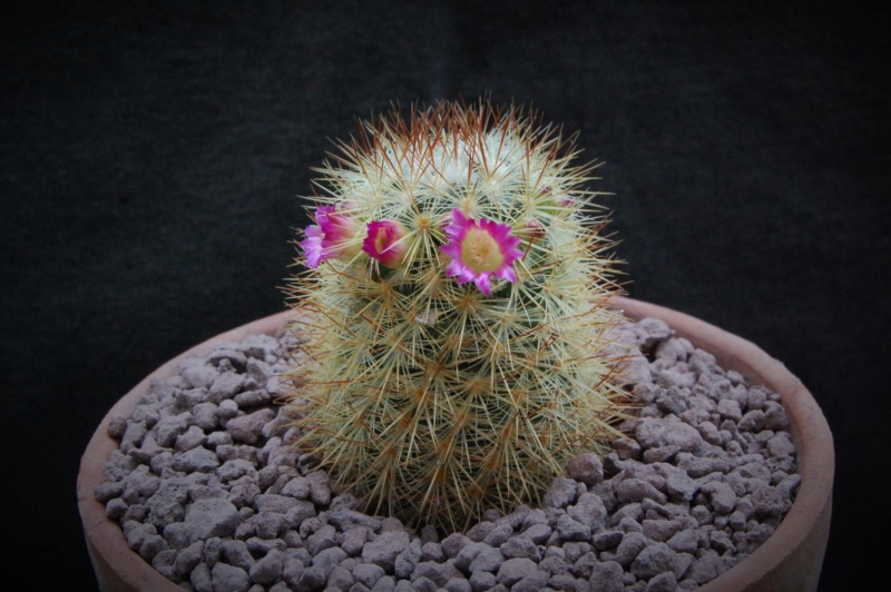 Mammillaria microhelia 