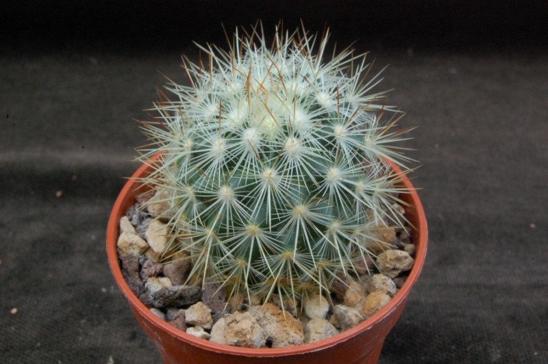 Mammillaria microhelia 