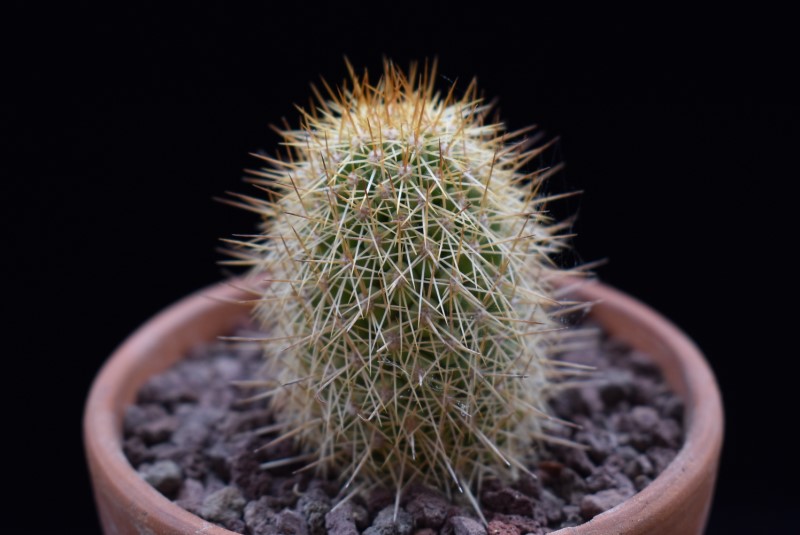 Mammillaria cerralboa LAU 39