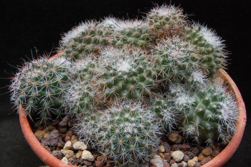 Mammillaria beneckei 