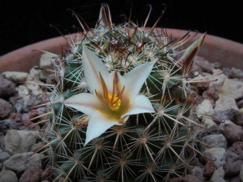 Mammillaria hutchisoniana 