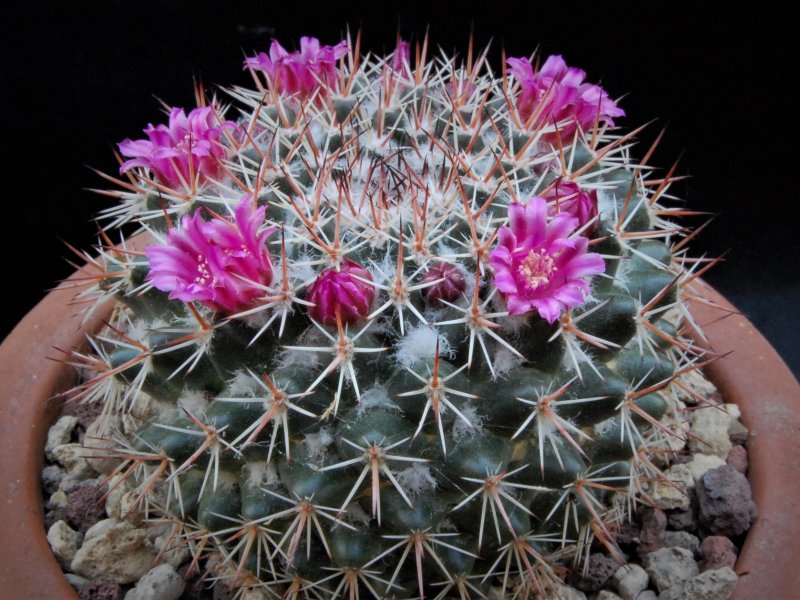 Mammillaria scrippsiana forma LAU 1556