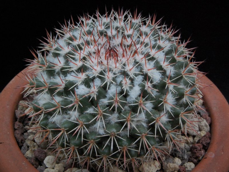 Mammillaria scrippsiana forma LAU 1556