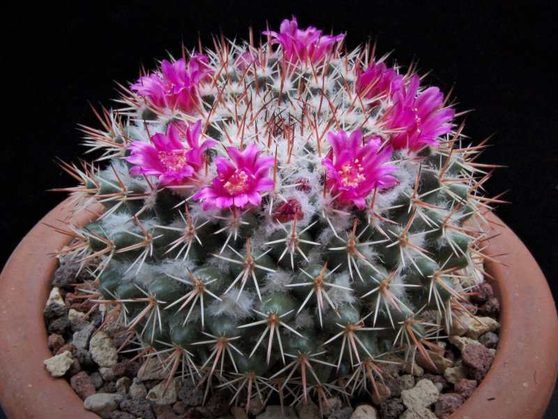 Mammillaria scrippsiana forma LAU 1556