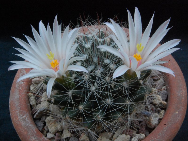 Mammillaria zephyranthoides 