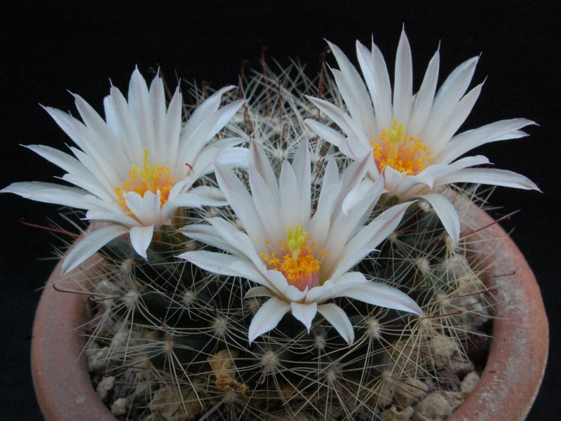 Mammillaria zephyranthoides 