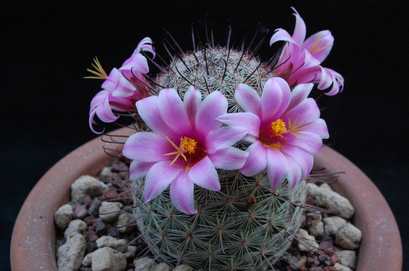 Mammillaria microcarpa SB 1778