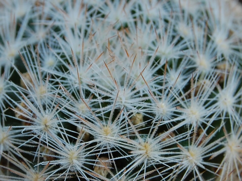 Mammillaria thomsonii 