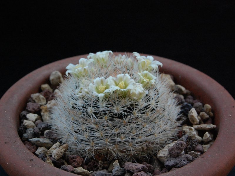 Mammillaria thomsonii 