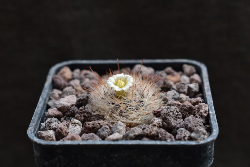 Mammillaria thomsonii 