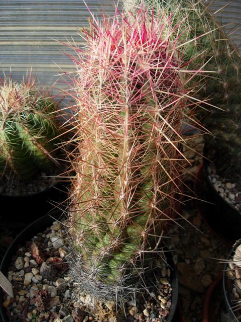 Thelocactus bicolor v. tricolor 