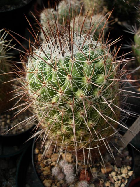 Thelocactus conothelos ssp. aurantiacus 