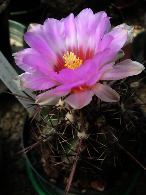 thelocactus bicolor v. pottsii 