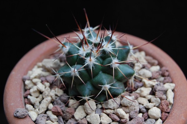 Mammillaria wagneriana WH 200