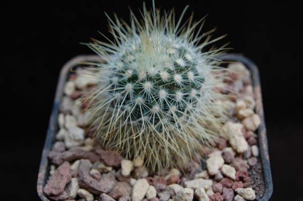 Mammillaria nunezii ROG 287