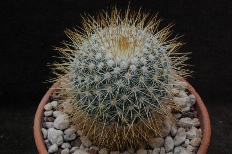 Mammillaria aff. nunezii ROG 287