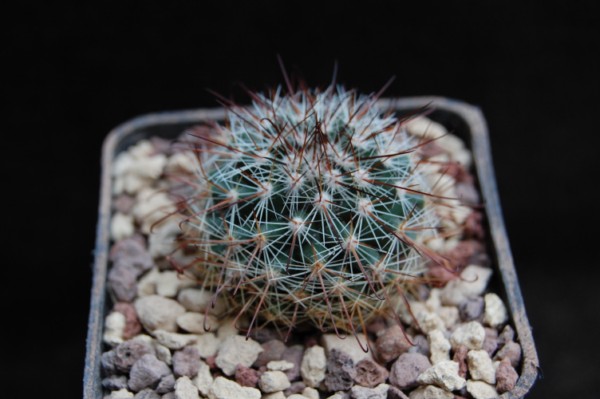 Mammillaria sanjuanensis ML 269