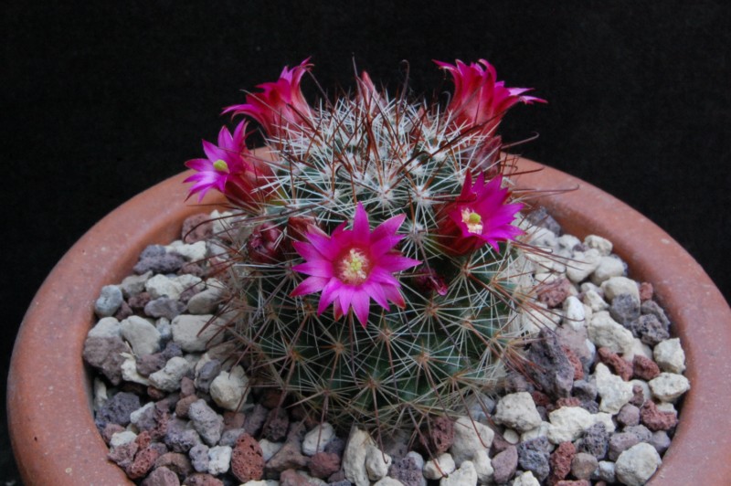 Mammillaria sanjuanensis ML 269