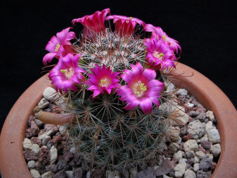 Mammillaria sanjuanensis ML 269