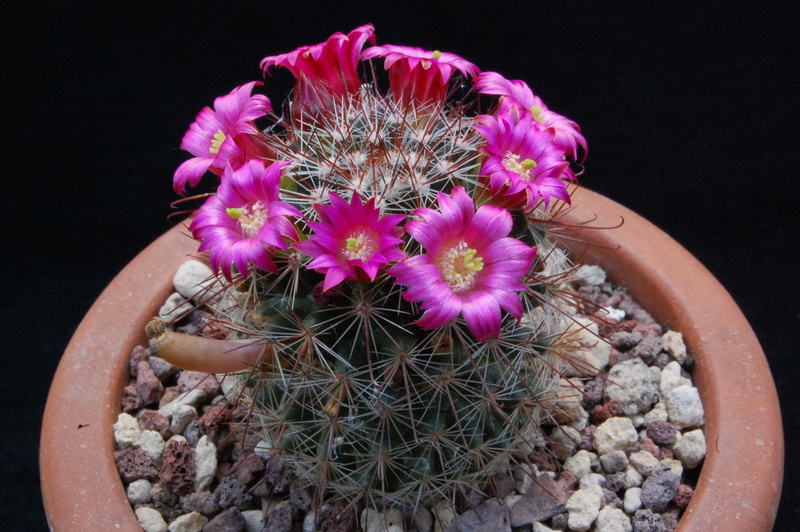 Mammillaria sanjuanensis ML 269