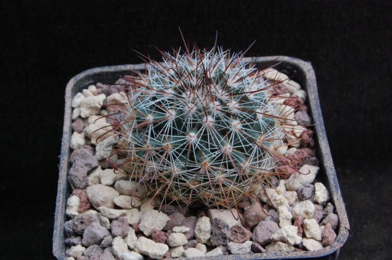 Mammillaria sanjuanensis ML 269