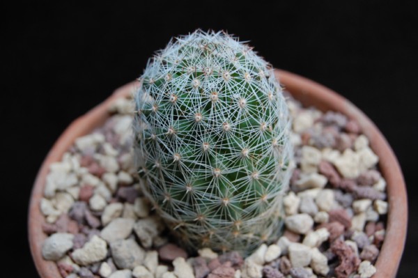 Mammillaria alamensis WH 188