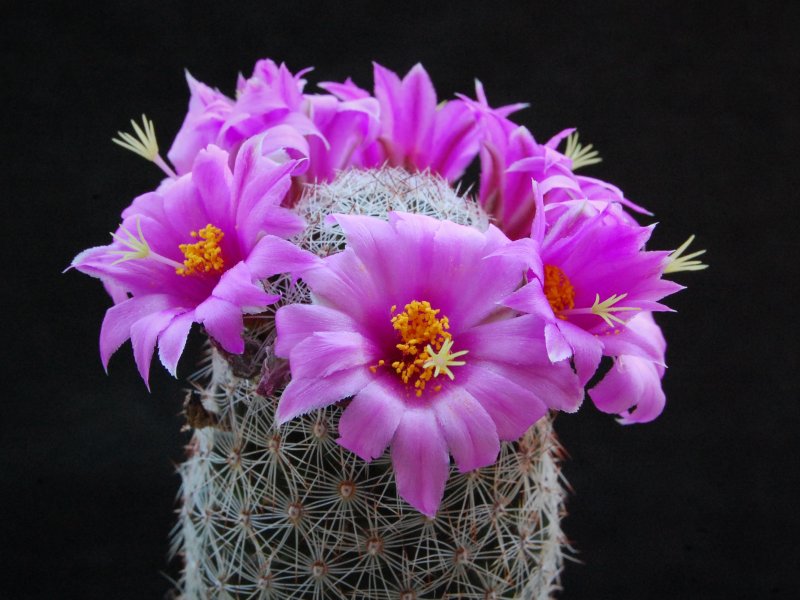 Mammillaria alamensis WH 188