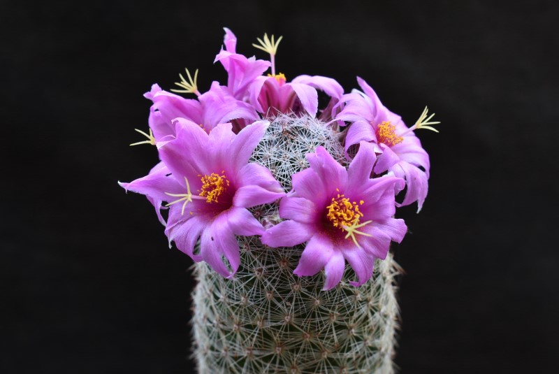 Mammillaria alamensis WH 190