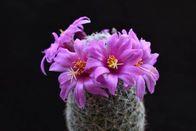 Mammillaria alamensis WH 190