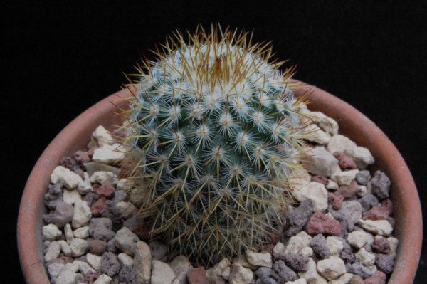 Mammillaria columbiana ssp. guatemalensis TL 827a