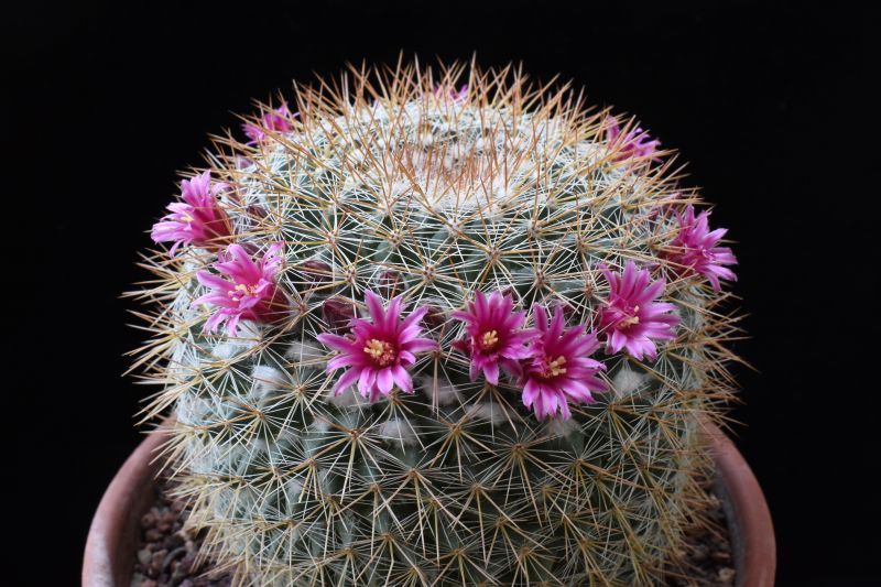 Mammillaria canelensis ESP 9/24