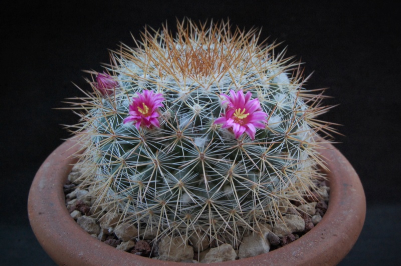 Mammillaria canelensis ESP 9/24