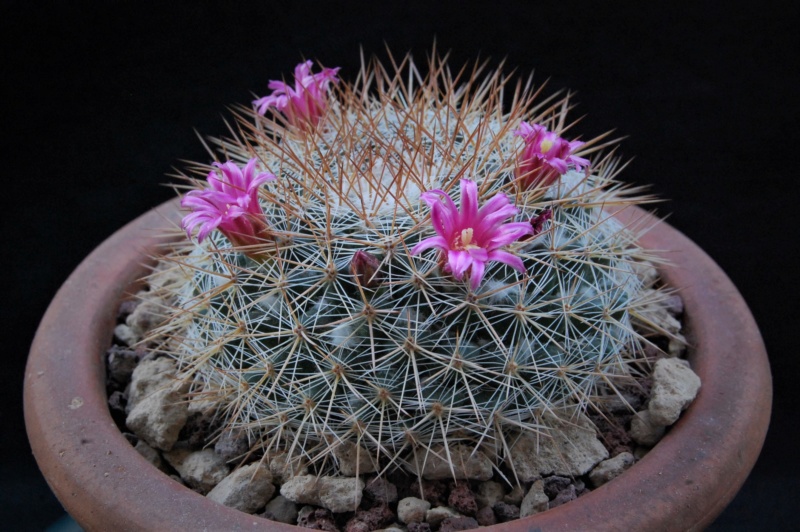 Mammillaria canelensis ESP 9/24