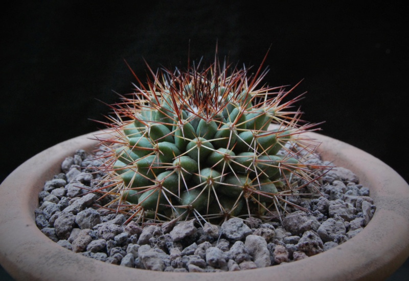 Mammillaria bocensis v. rubida REP 744