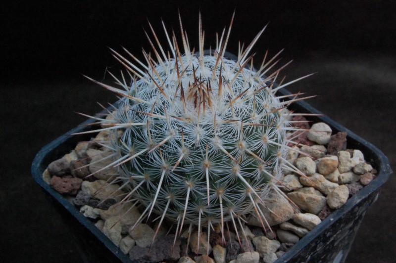 Mammillaria morganiana ROG 633