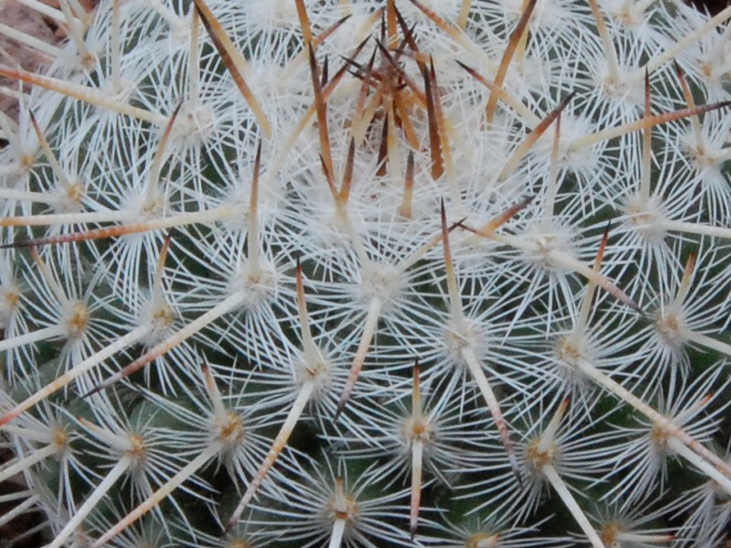 Mammillaria morganiana ROG 633