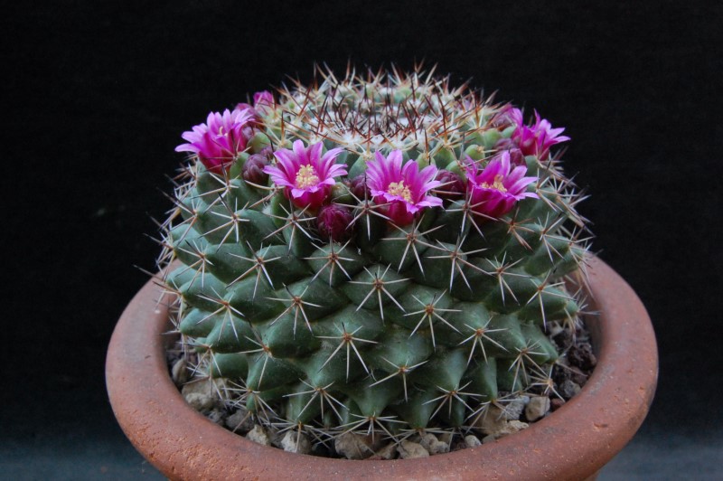 Mammillaria chaletii PN 555