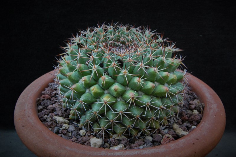 Mammillaria chaletii PN 555