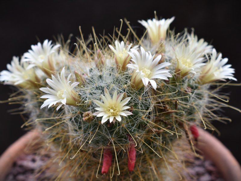 Mammillaria aurihamata AdB 1.41