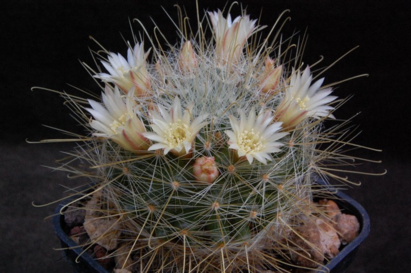 Mammillaria aurihamata AdB 1.41