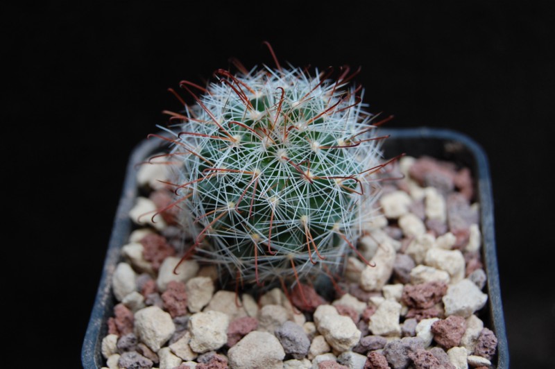 Mammillaria meridiorosei SB 3