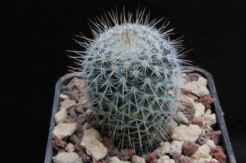 Mammillaria albilanata ROG 289