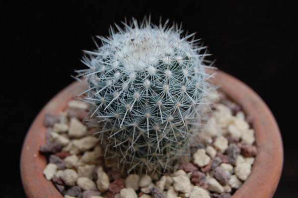 Mammillaria igualensis ROG 291