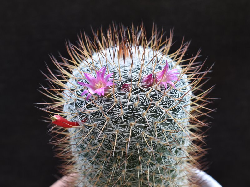 Mammillaria elegans HO 296