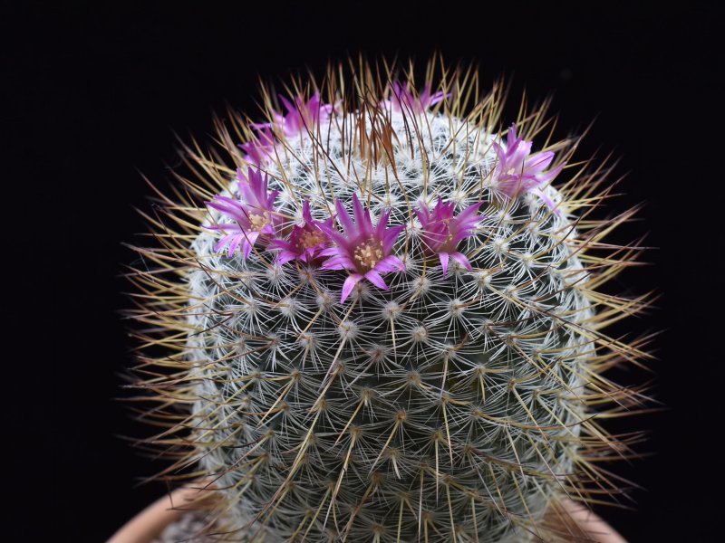 mammillaria elegans