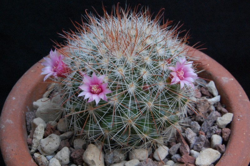 Mammillaria manana TL 877