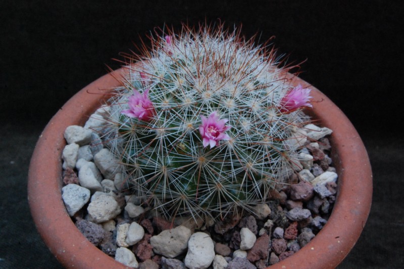 Mammillaria manana TL 877